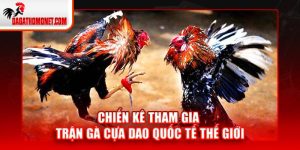 Chiến kê tham gia trận gà cựa dao quốc tế thế giới