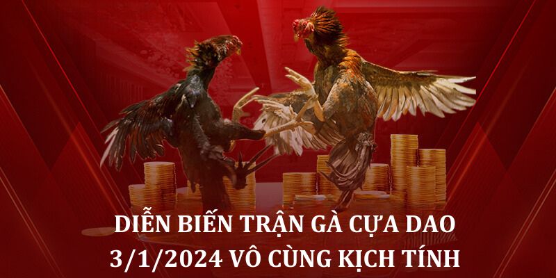 Diễn biến trận gà cựa dao trực tiếp 3/1/2024 vô cùng kịch tính