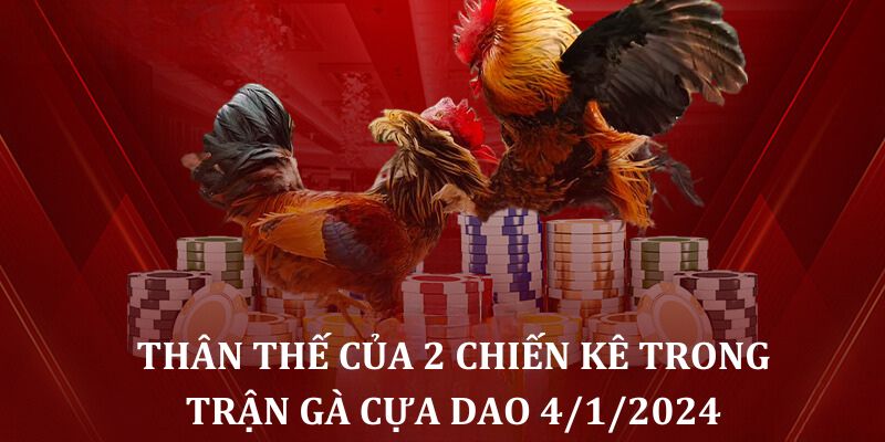 Thân thế của 2 chiến kê trong trận gà cựa dao trực tiếp 4/1/2024