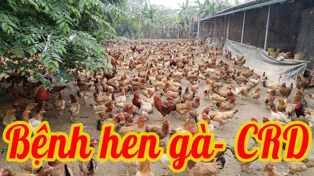 Sự truyền nhiễm cực nguy hiểm của căn bệnh CRD bệnh hen gà