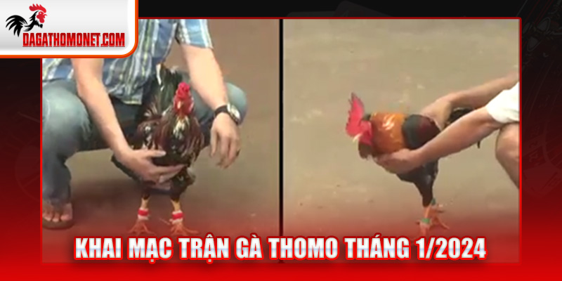 khai mạc trận gà thomo tháng 1/2024