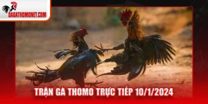 Trận gà Thomo trực tiếp 10/1/2024