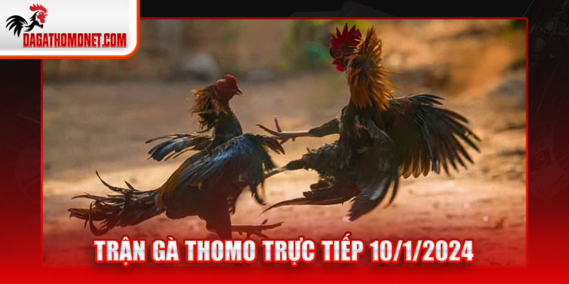 Trận gà Thomo trực tiếp 10/1/2024