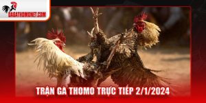 Trận gà Thomo 2/1/2024