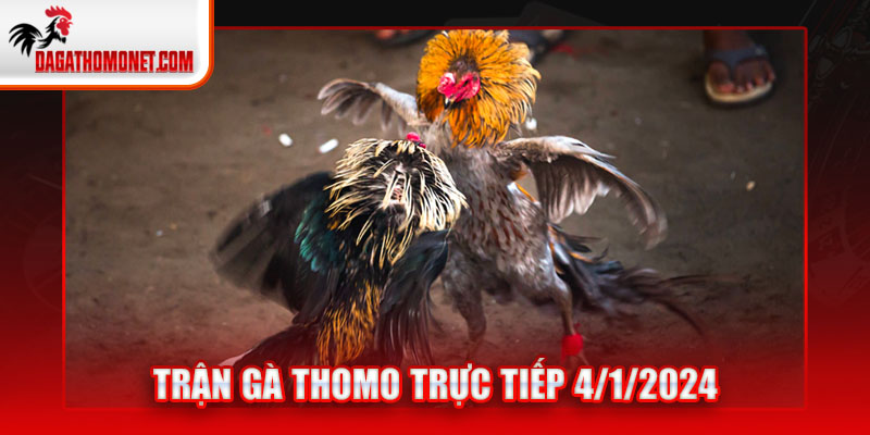 trận gà thomo trực tiếp 4/1/2024