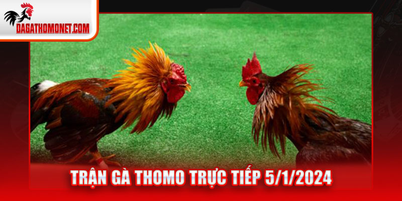 trận gà thomo trực tiếp 5/1/2024