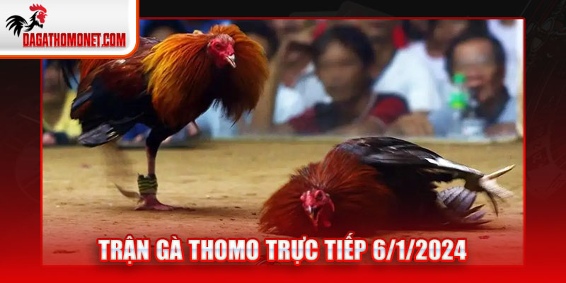 Trận gà Thomo trực tiếp 6/1/2024