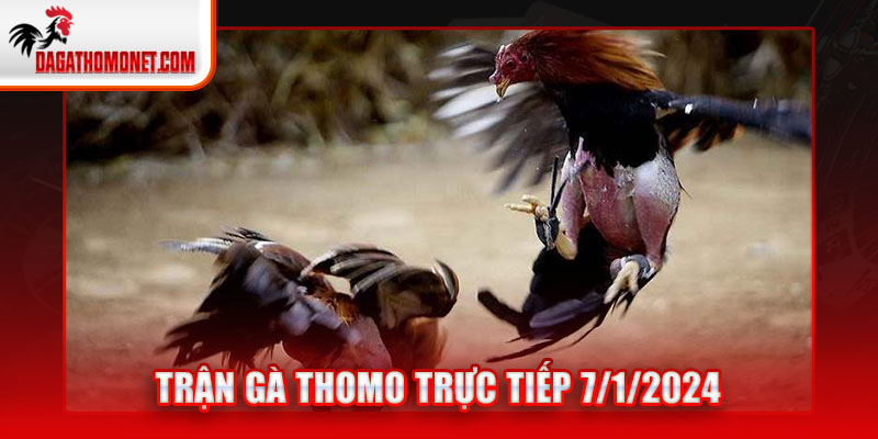 Trận gà Thomo trực tiếp 7/1/2024