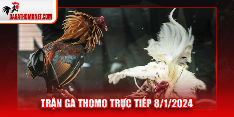 Trận gà Thomo trực tiếp 08/01/2024