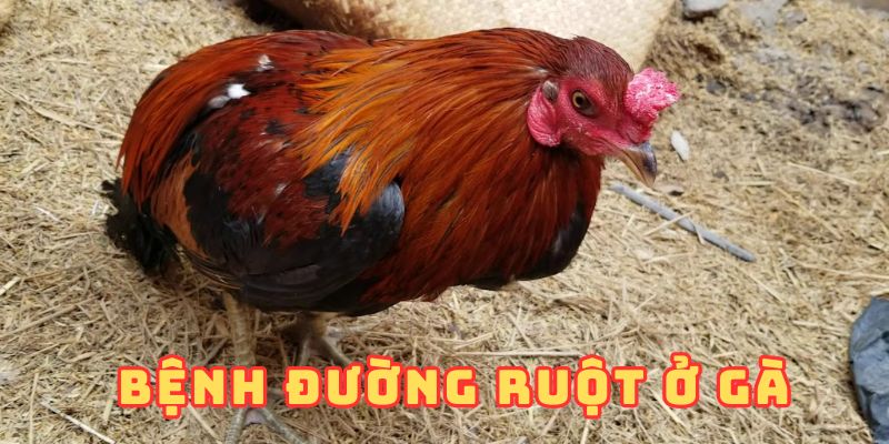 Bệnh đường ruột ở gà là gì? 