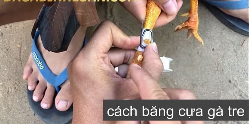 Cách lên cựa cho gà tre