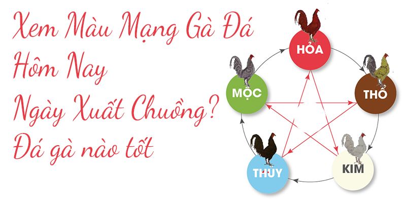 Cách xem mạng gà đá chuẩn xác nhất