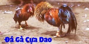 Dagacuadao - Địa chỉ xem trận gà cựa dao trực tiếp tứ kết 2 26/1/2024