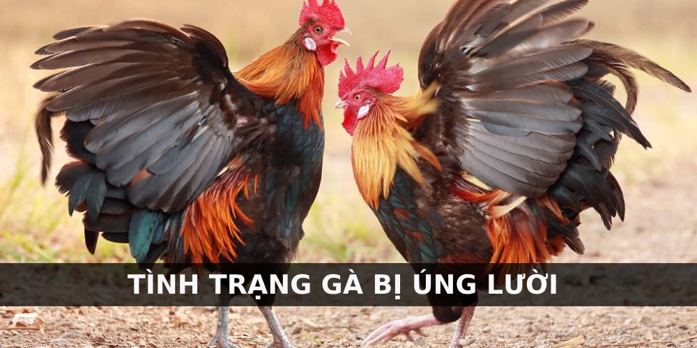 Gà Bị Úng Lườn - Cách Chữa Bệnh Đơn Giản Nhất HIện Nay