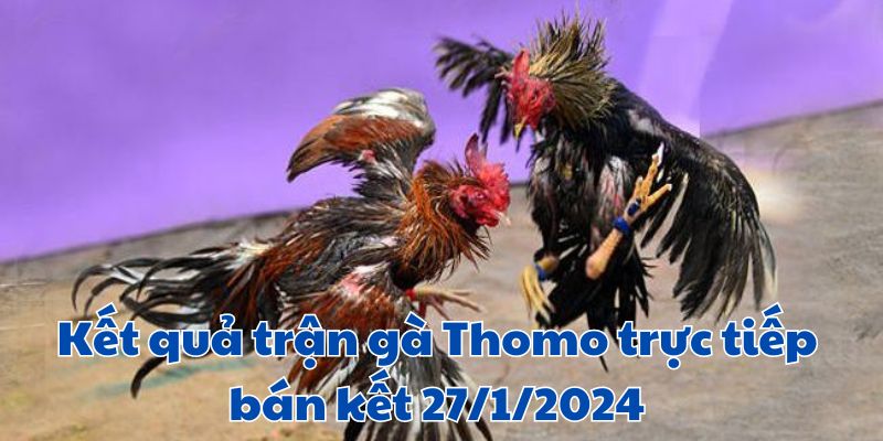 Kết quả vòng bán kết Trận gà Thomo trực tiếp bán kết 27/1/2024