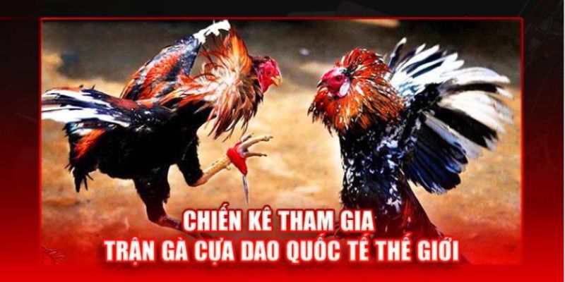 Những chiến kê tham gia trận đá gà cựa dao tháng 2/2024 - Khai mạc trận gà cựa dao tháng 2/2024