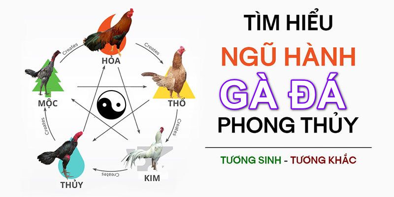 Nguồn gốc của việc xem mạng gà đá chi tiết