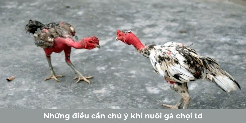 Những điều cần chú ý khi nuôi gà chọi tơ