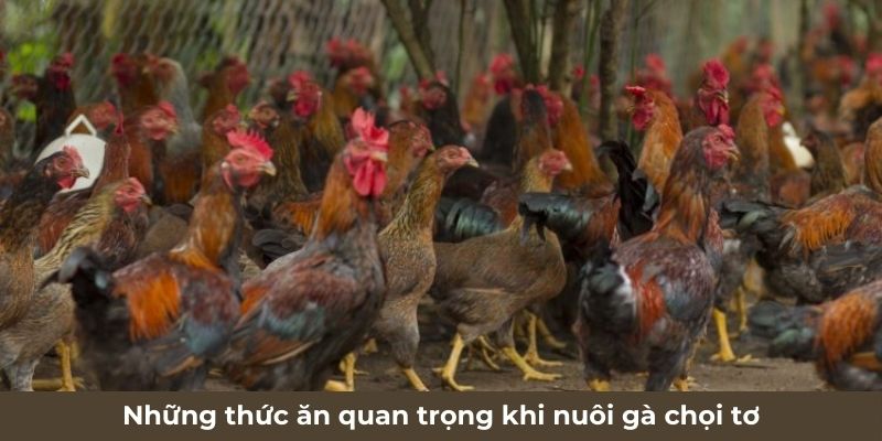 Những thức ăn quan trọng khi nuôi gà chọi tơ