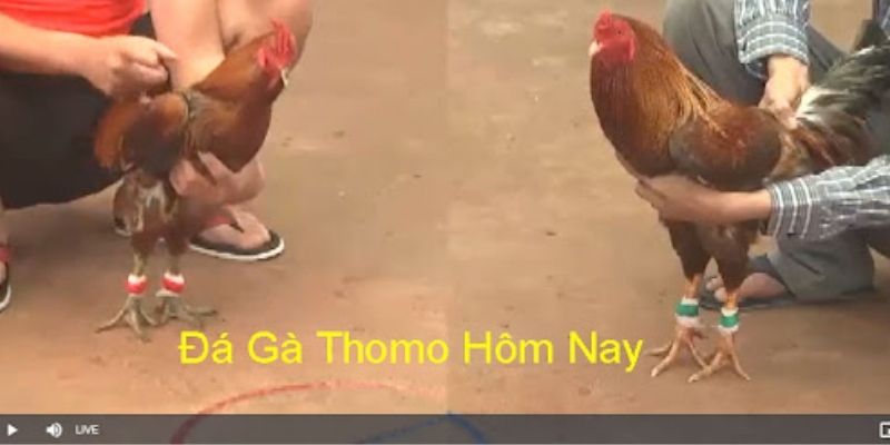 Thông tin chiến kê trong Trận gà Thomo trực tiếp tứ kết 1 26/1/2024