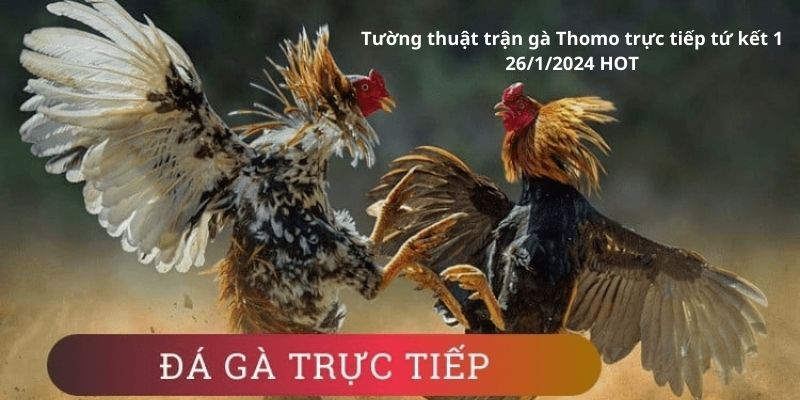 Trận gà Thomo trực tiếp tứ kết 1 26/1/2024