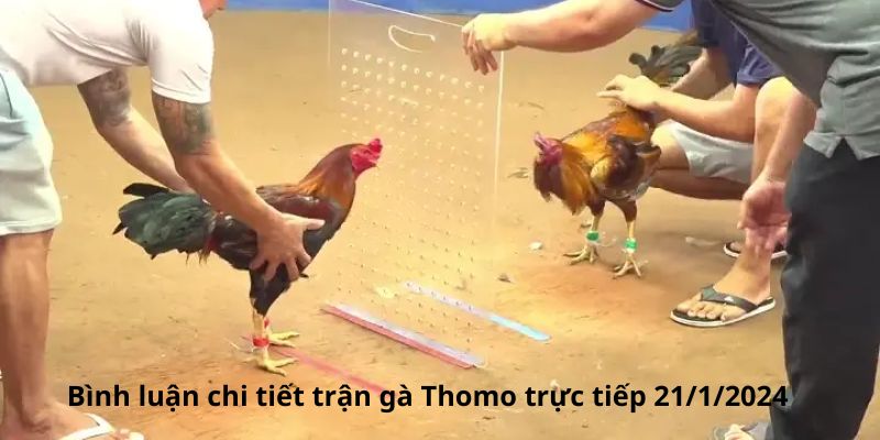  Thông tin chiến kê trong trận gà Thomo trực tiếp 21/1/2024