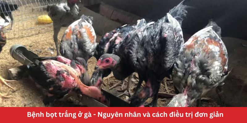 Bệnh bọt trắng ở gà - Nguyên nhân và cách điều trị đơn giản