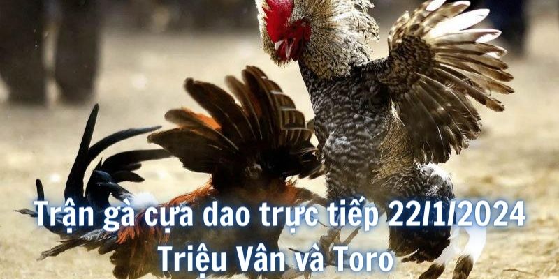 Tổng quan về Trận gà cựa dao trực tiếp 22/1/2024 giữa Triệu Vân và Toro 