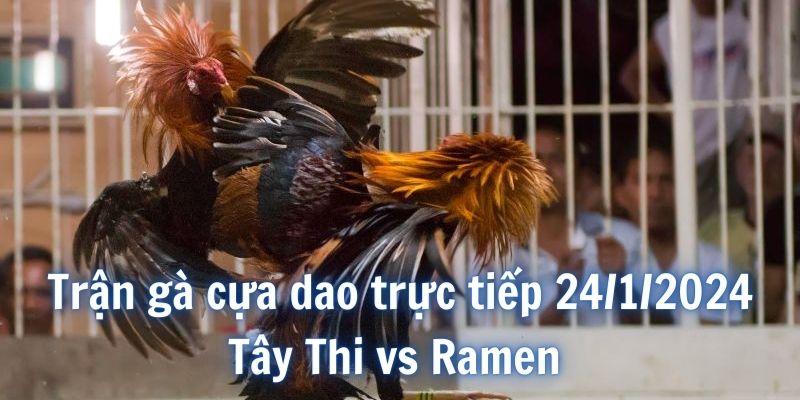 Giới thiệu chiến kê tham gia trận gà cựa dao trực tiếp 24/1/2024