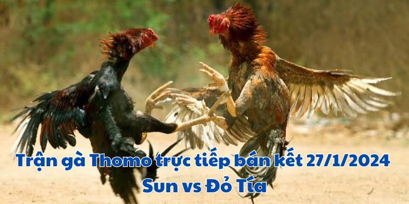 Trận gà Thomo trực tiếp bán kết 27/1/2024 Sun - Đỏ Tía