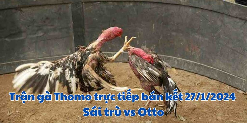 Diễn biến Trận gà Thomo trực tiếp bán kết 27/1/2024 - Sái trù vs Otto