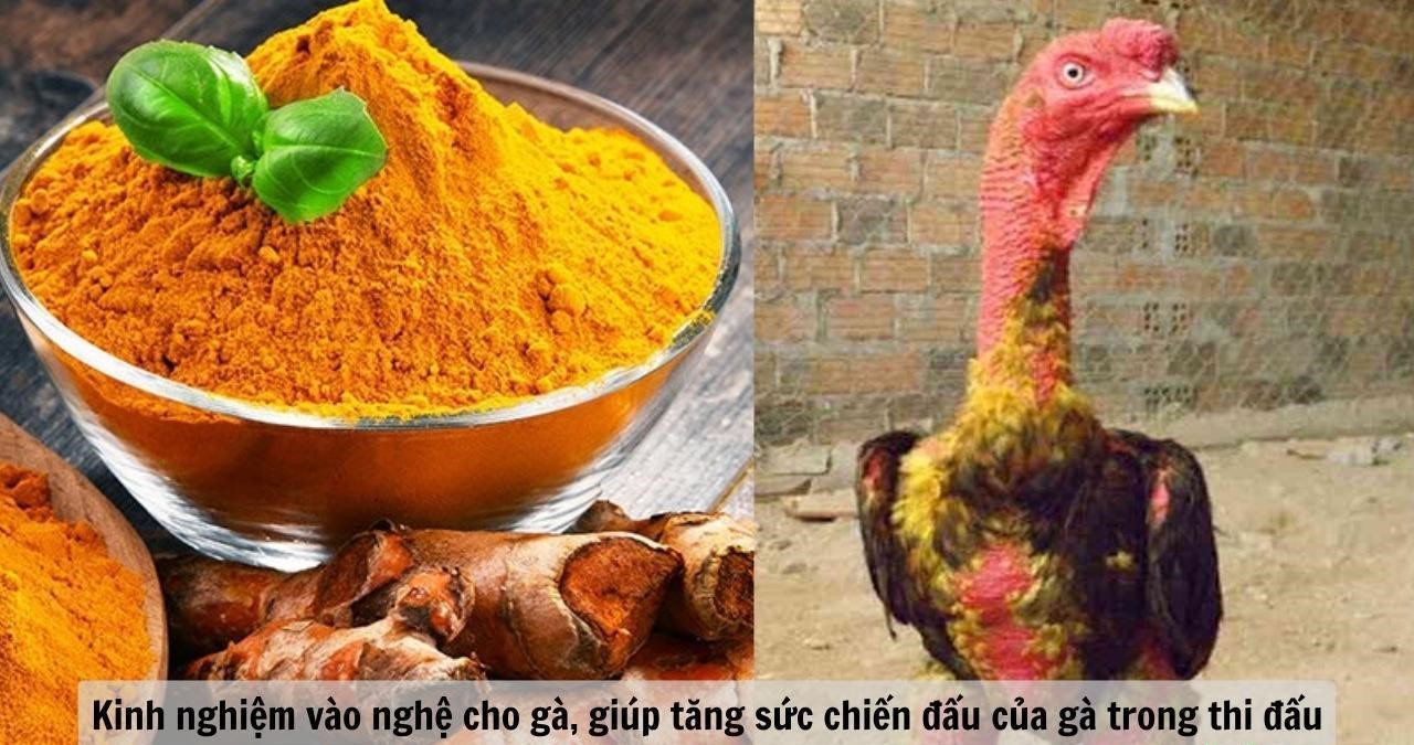 Công hiệu vô cùng to lớn của kỹ thuật chăm sóc vào nghệ. Vào nghệ cho gà chọi 