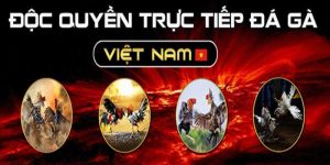 Lý do nên xem trận gà Thomo trực tiếp giao hữu 30/1/2024 tại Dagathomo