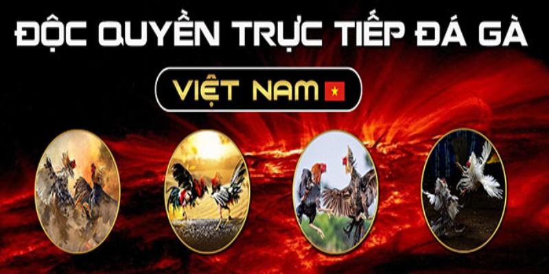 Lý do nên xem trận gà Thomo trực tiếp giao hữu 30/1/2024 tại Dagathomo