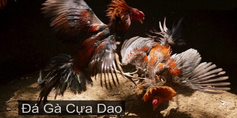 Trận Gà Cựa Dao Trực Tiếp 5/2/2024: Mê Say Từng Giây Phút