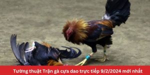 Tường thuật Trận gà cựa dao trực tiếp 9/2/2024 mới nhất