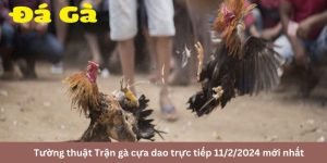 Trận gà cựa dao trực tiếp 11/2/2024