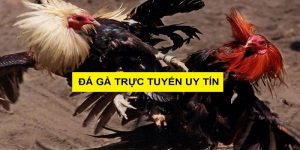 Trận gà Thomo trực tiếp 7/2/2024: Văn Hùng - Thiên Tân