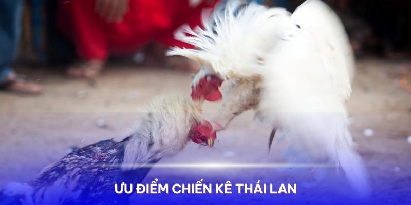 Những ưu điểm của 2 chiến kê Thái Lan trong trận gà trực tiếp 7/6/2024