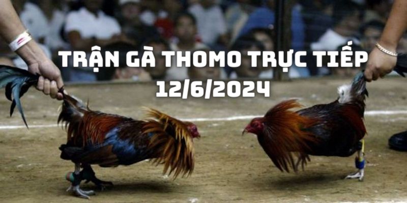 Trận gà Thomo trực tiếp 12/6/2024 - Thót tim từng khoảnh khắc