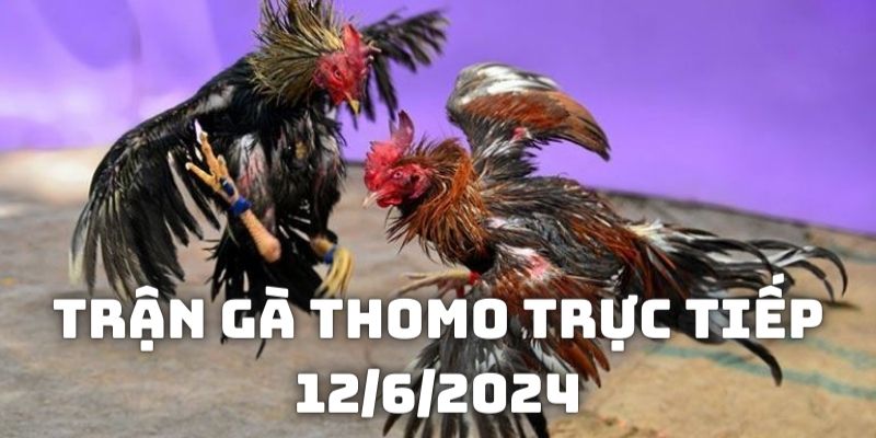 Giới thiệu về đối thủ trong Trận gà Thomo trực tiếp 12/6/2024