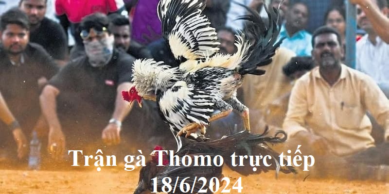 Ứng cử viên sáng cho chức vô địch Thomo năm nay