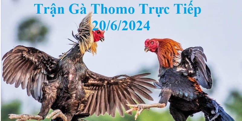 Theo dõi trực tiếp đá gà Thomo tại Dagathomo