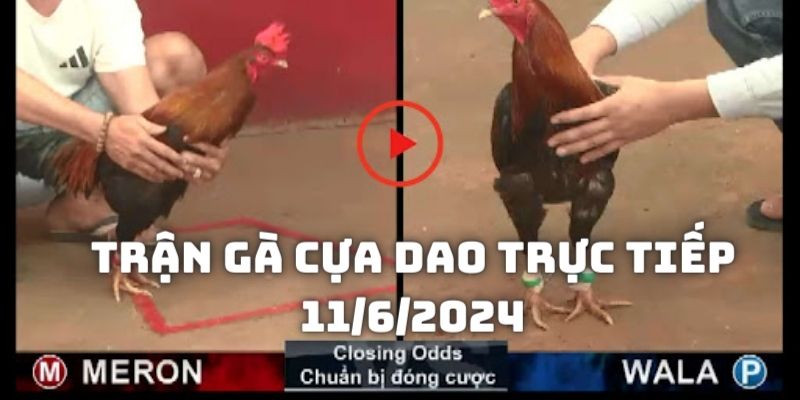 Trận gà cựa dao trực tiếp 11/6/2024 hấp dẫn gay cấn đặc sắc