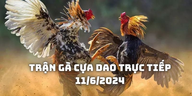 Giới thiệu về đội thi đấu trong Trận gà cựa dao trực tiếp 11/6/2024