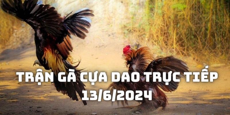 Giới thiệu về chiến kê tham gia Trận gà cựa dao trực tiếp 13/6/2024