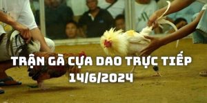 Trận gà cựa dao trực tiếp 14/6/2024 đầy kích thích hứng khởi