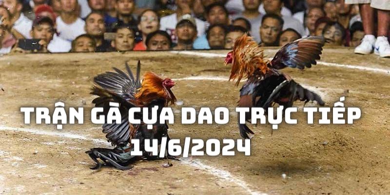 Giới thiệu đôi nét về Trận gà cựa dao trực tiếp 14/6/2024