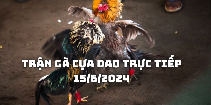 Giới thiệu về chiến kê trong Trận gà cựa dao trực tiếp 15/6/2024