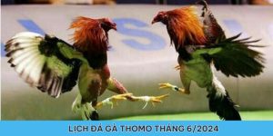 Lịch chiến kê đá gà cựa dao tháng 6/2024 - Trở lại với các trận đấu đỉnh cao